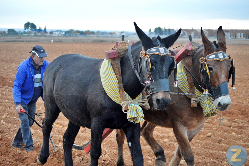 ob.imagen.Descripcion