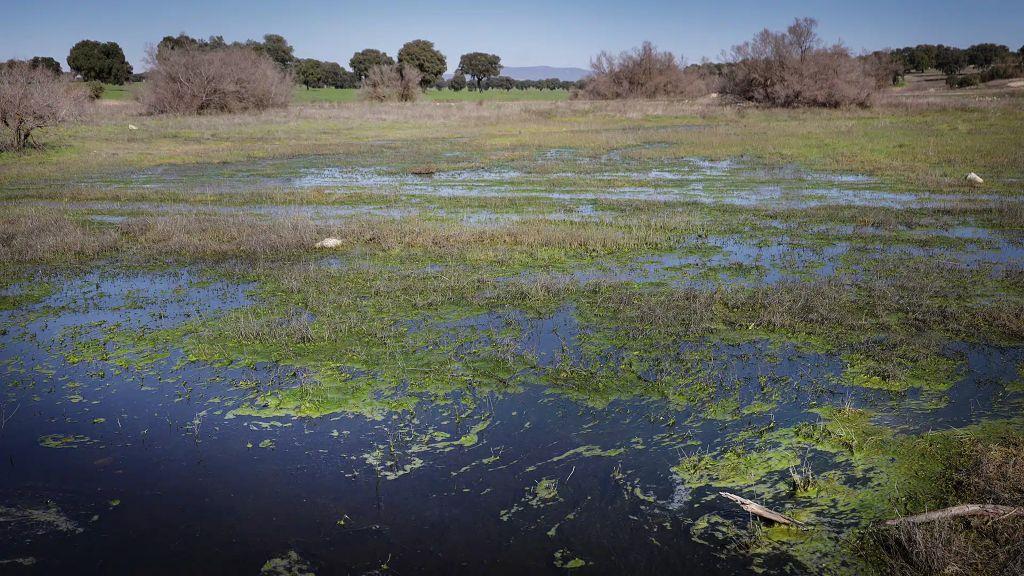 ob.imagen.Descripcion