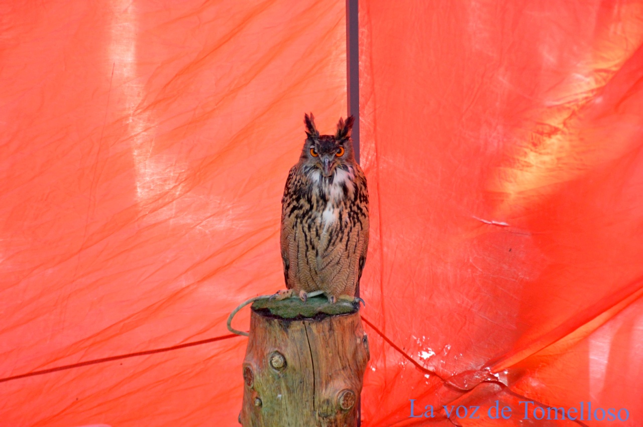 ob.imagen.Descripcion