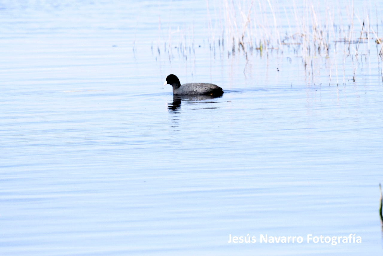 ob.imagen.Descripcion