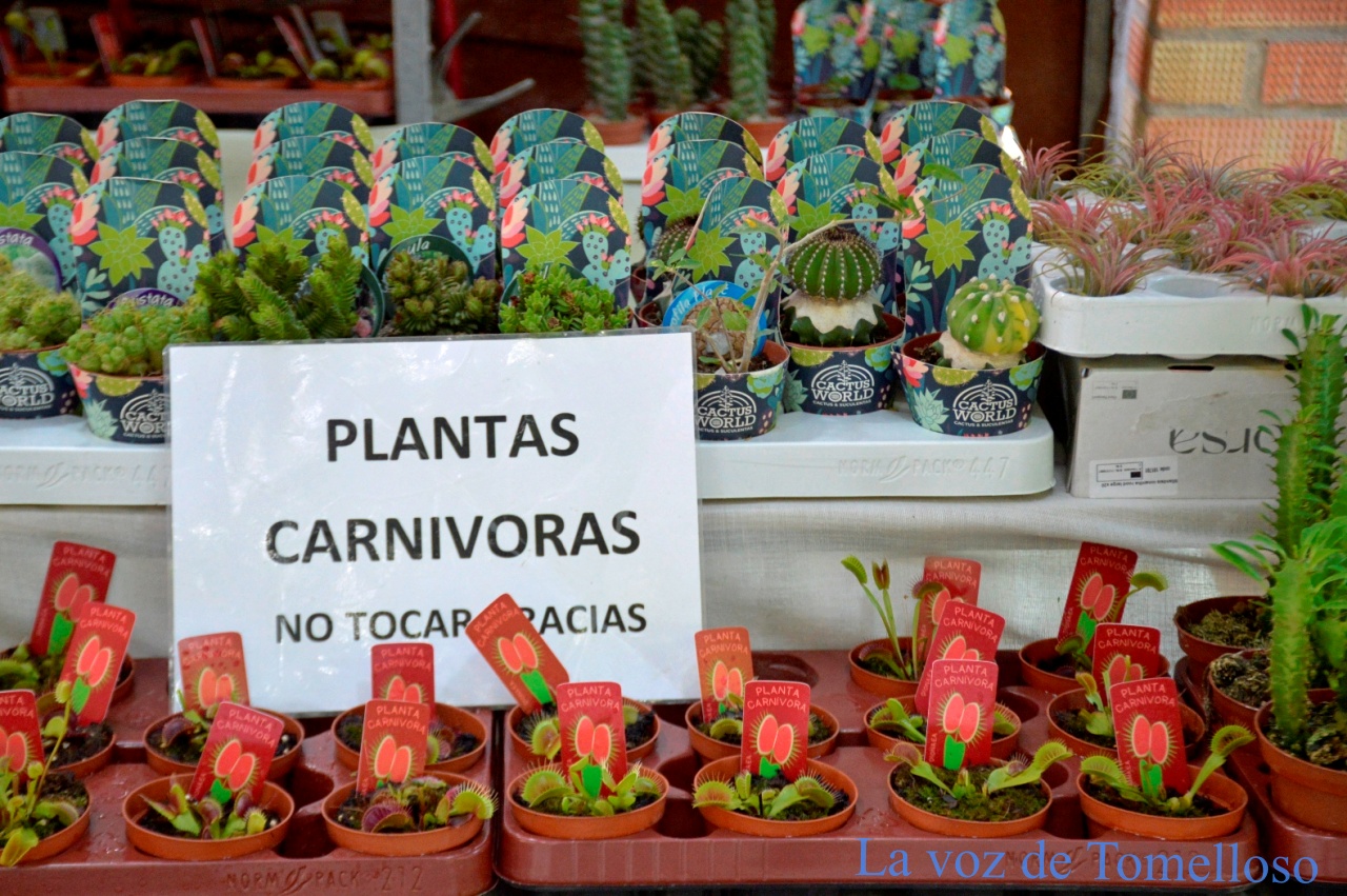 ob.imagen.Descripcion