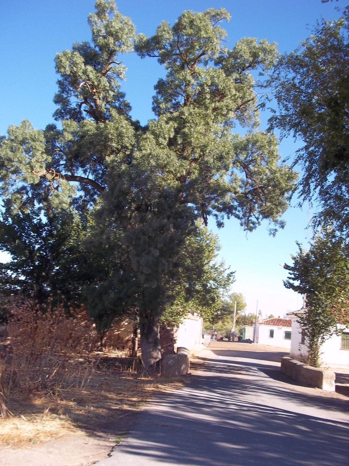 ob.imagen.Descripcion