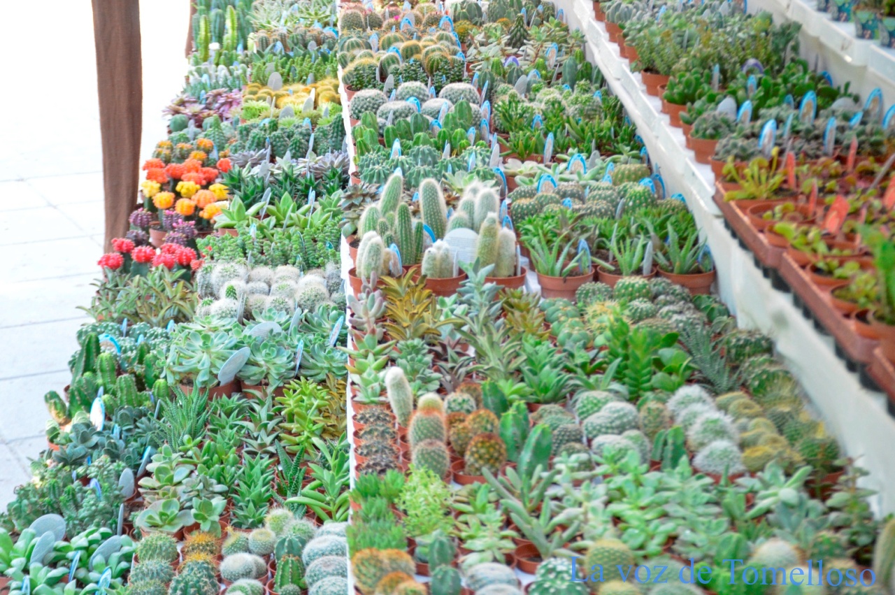 ob.imagen.Descripcion