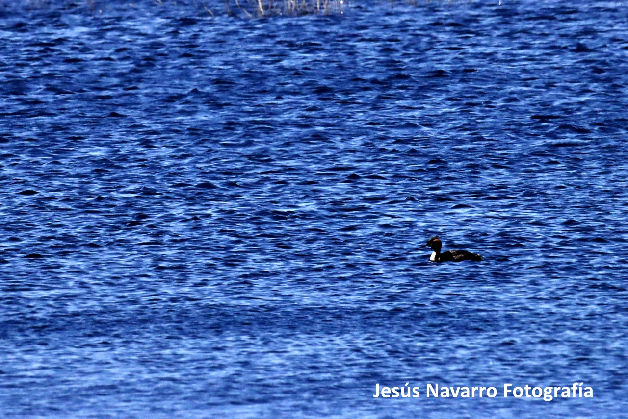 ob.imagen.Descripcion