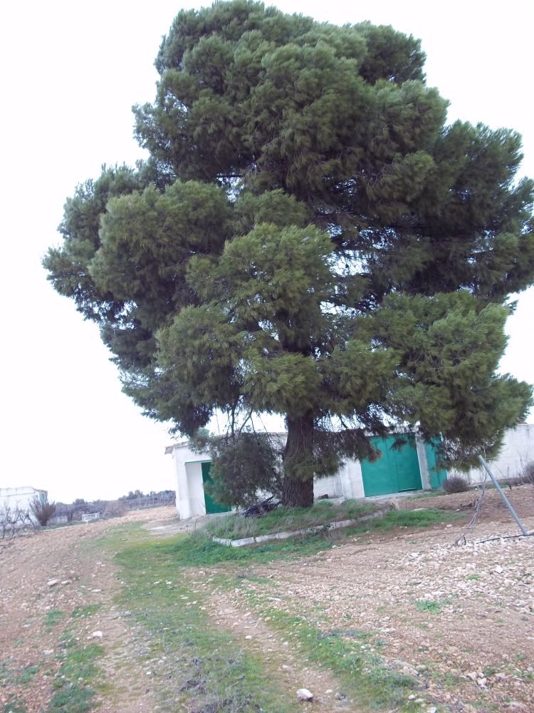 ob.imagen.Descripcion