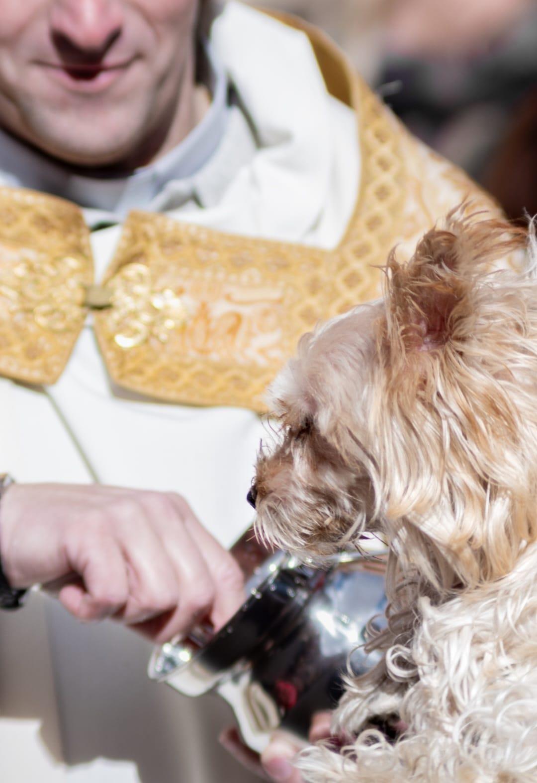 ob.imagen.Descripcion