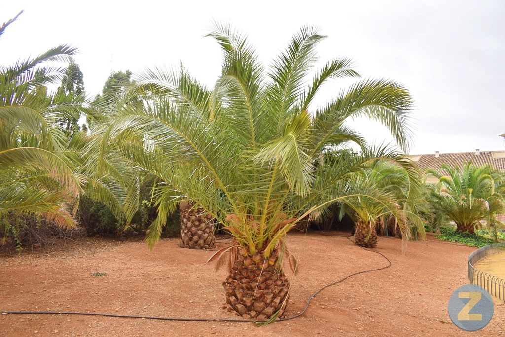 ob.imagen.Descripcion