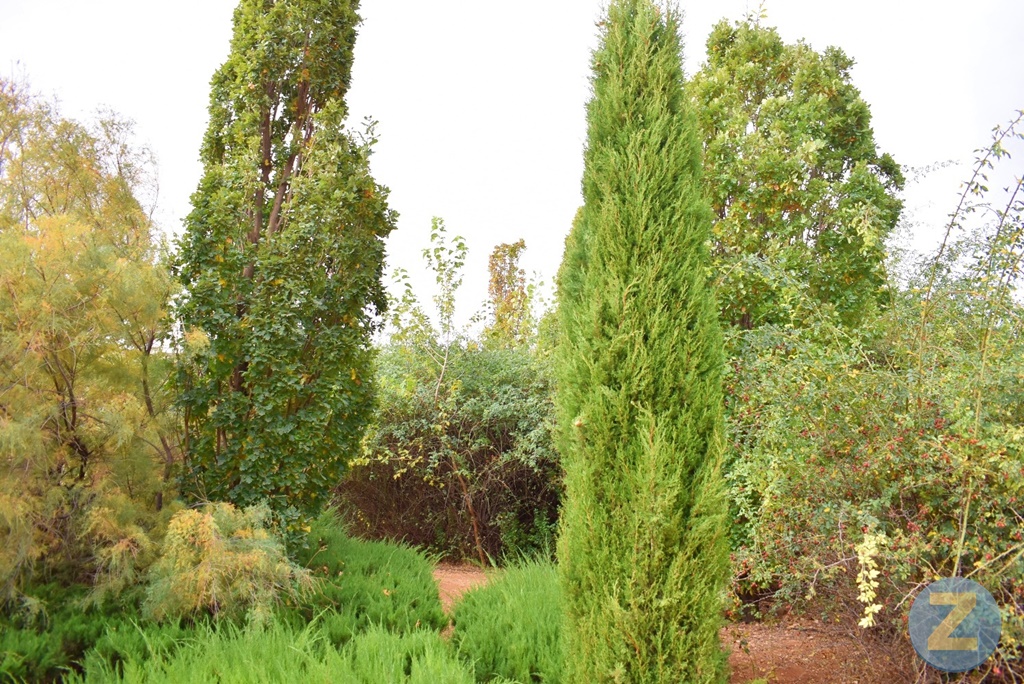 ob.imagen.Descripcion