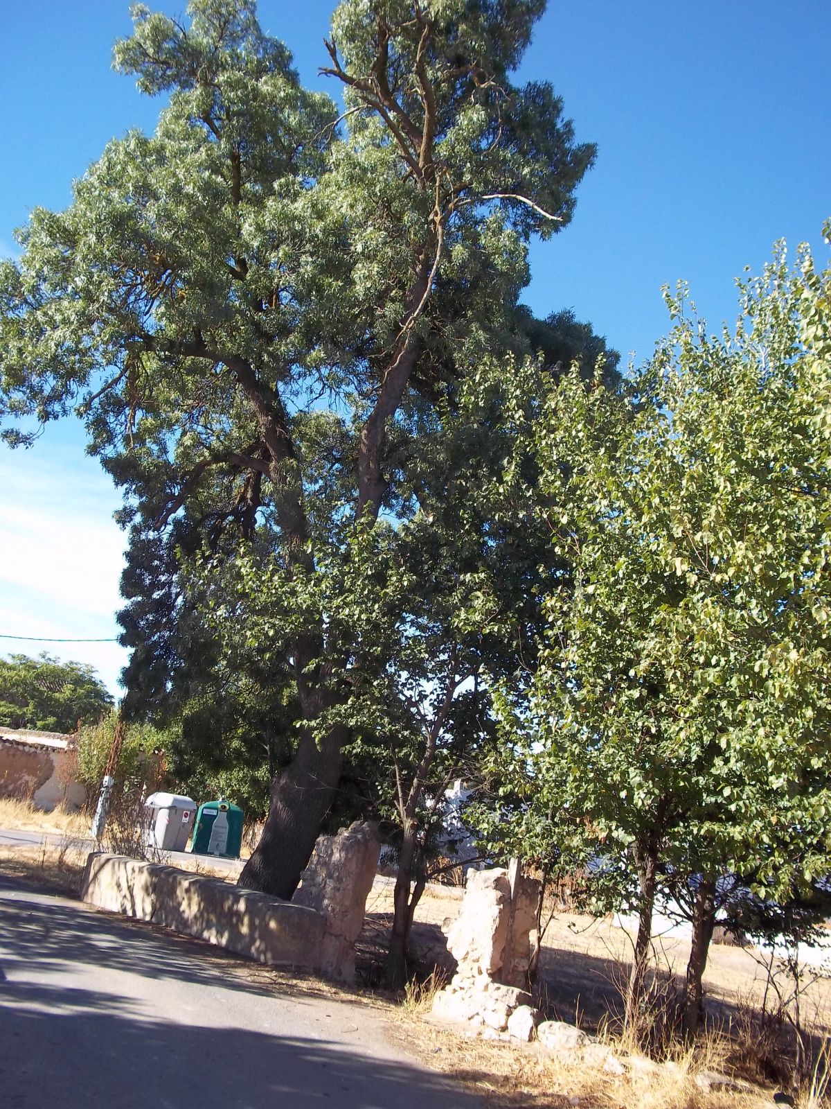 ob.imagen.Descripcion