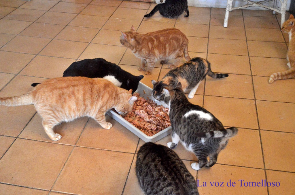 ob.imagen.Descripcion