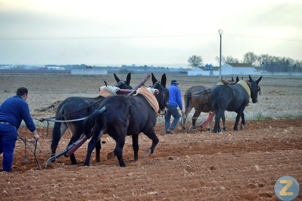 ob.imagen.Descripcion