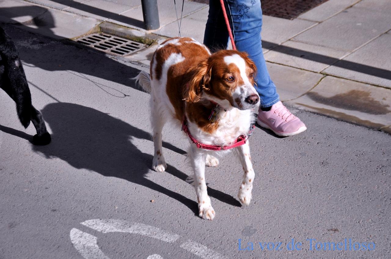 ob.imagen.Descripcion