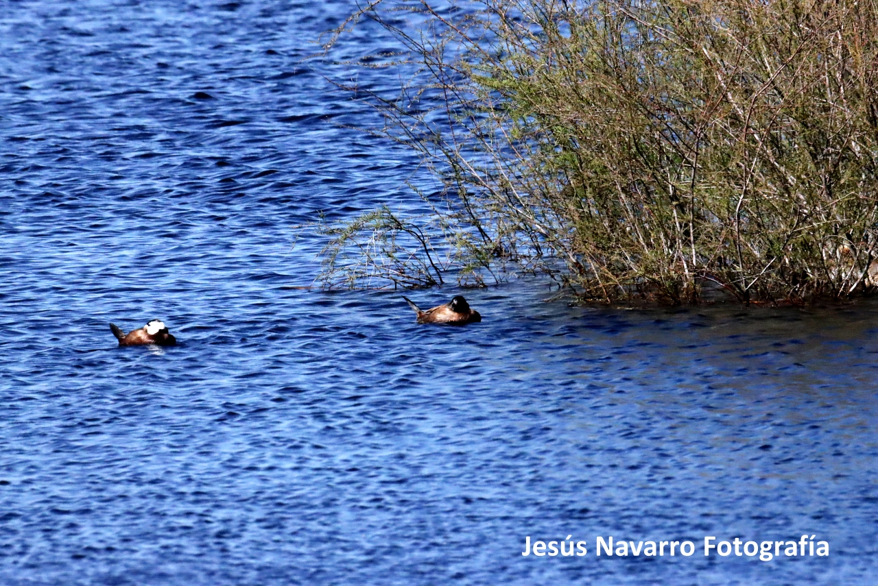 ob.imagen.Descripcion