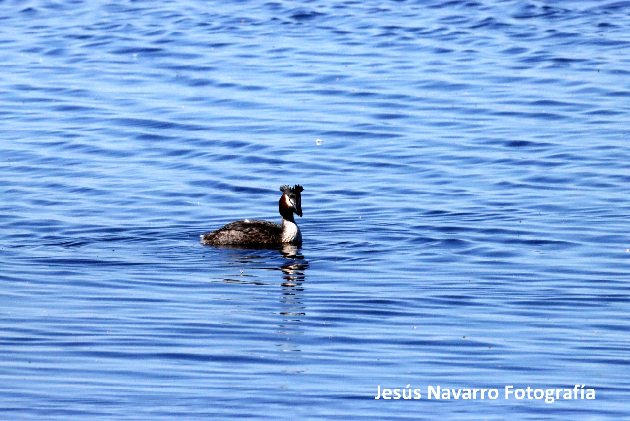 ob.imagen.Descripcion