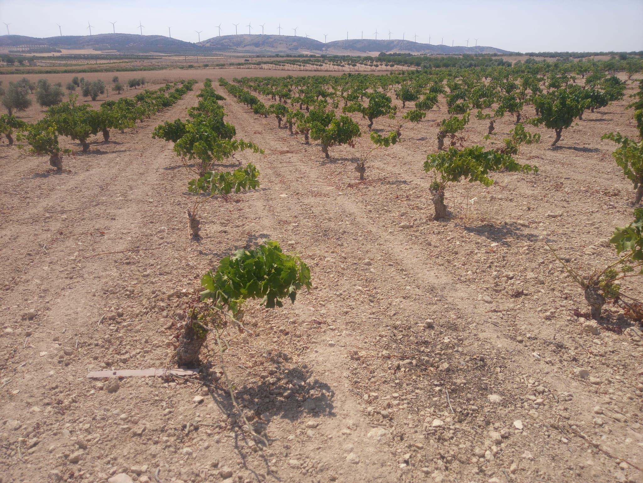 Viñedo con daños