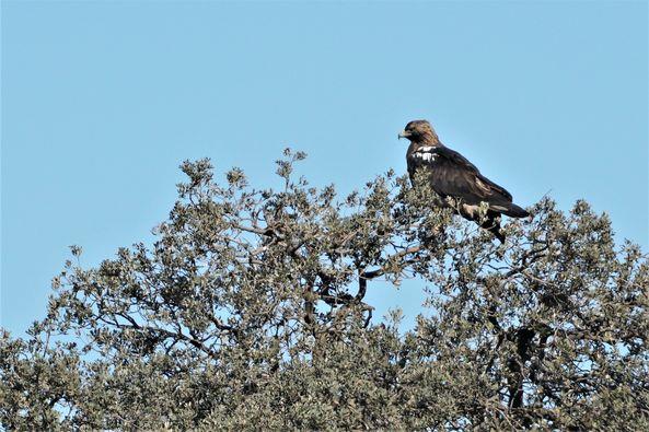 Un aguila imperial ibérica por los campos de Argamasilla de Alba | La Voz  de Tomelloso