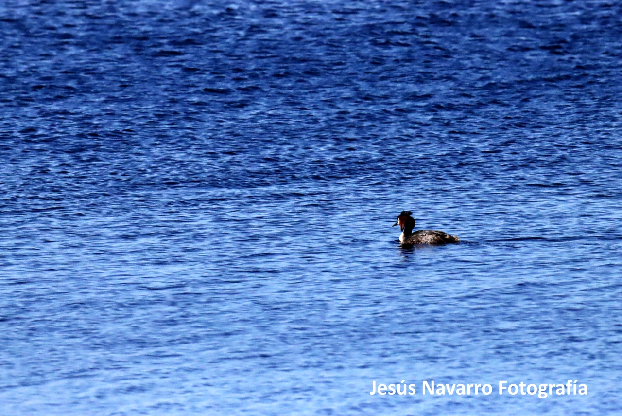 ob.imagen.Descripcion