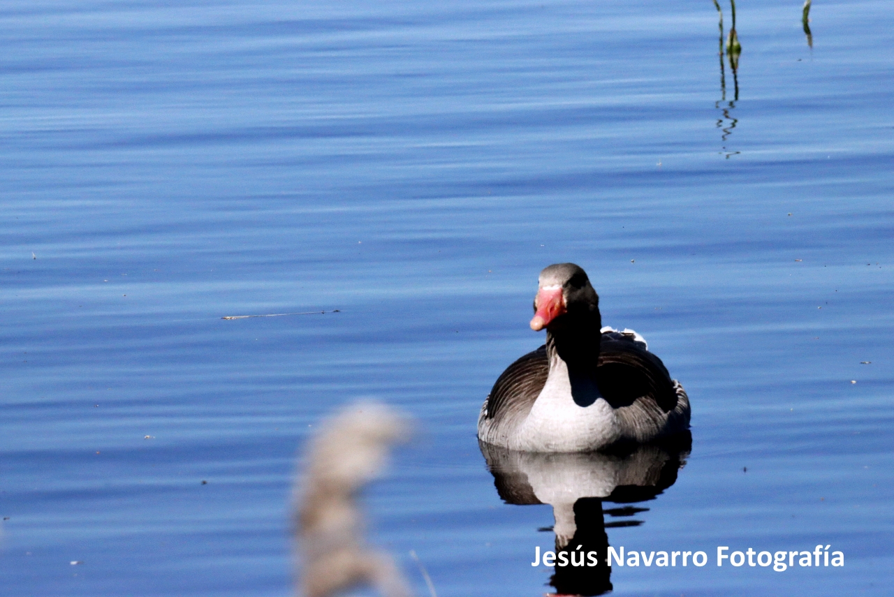 ob.imagen.Descripcion