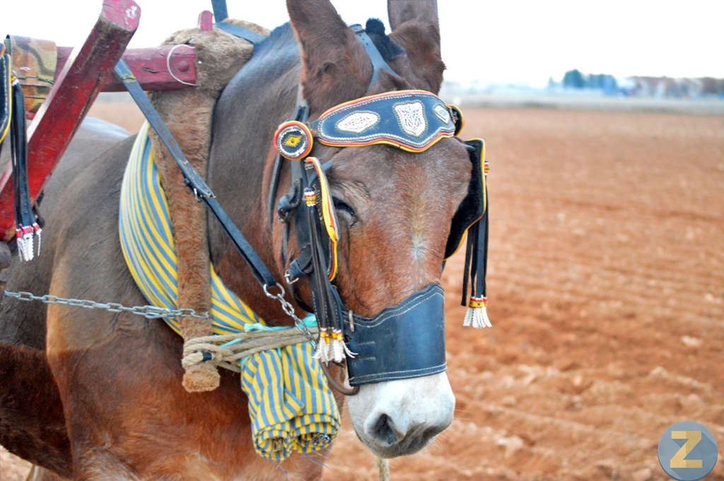 ob.imagen.Descripcion