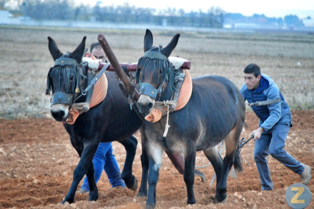 ob.imagen.Descripcion