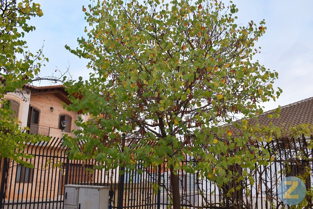 ob.imagen.Descripcion