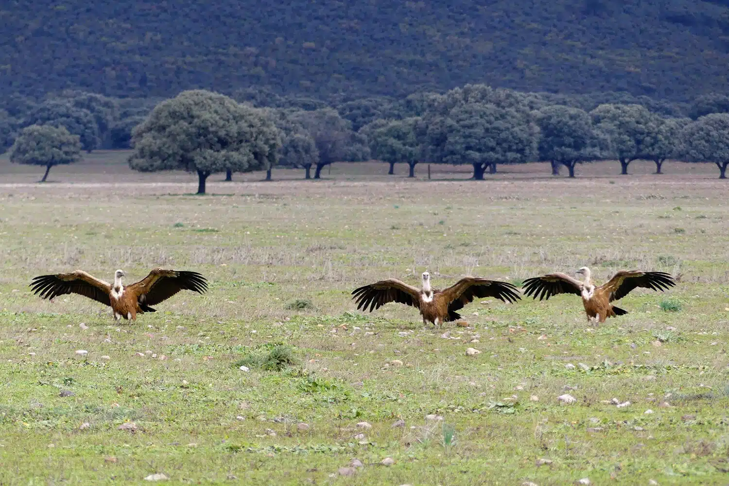 ob.imagen.Descripcion