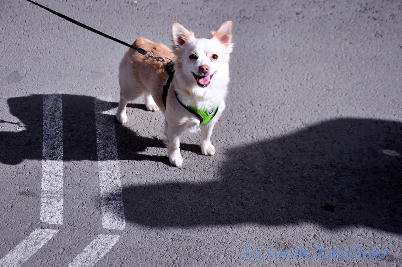 ob.imagen.Descripcion