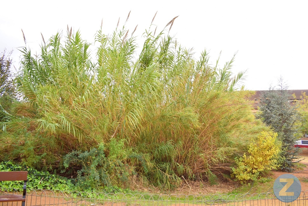 ob.imagen.Descripcion