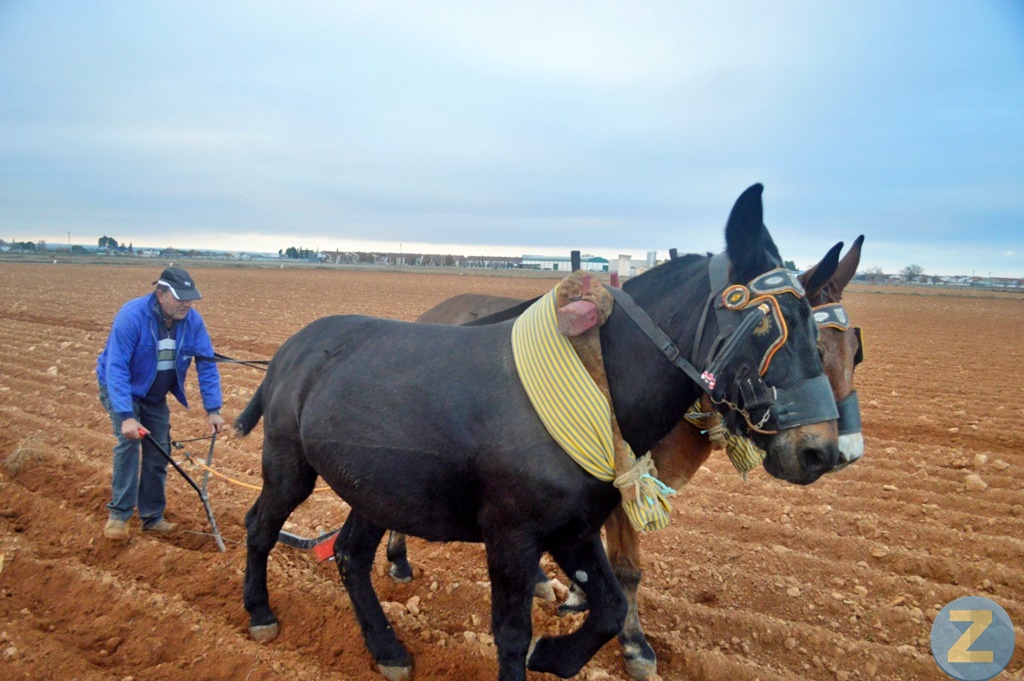 ob.imagen.Descripcion