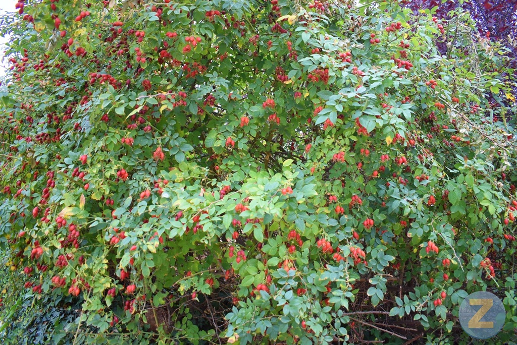 ob.imagen.Descripcion