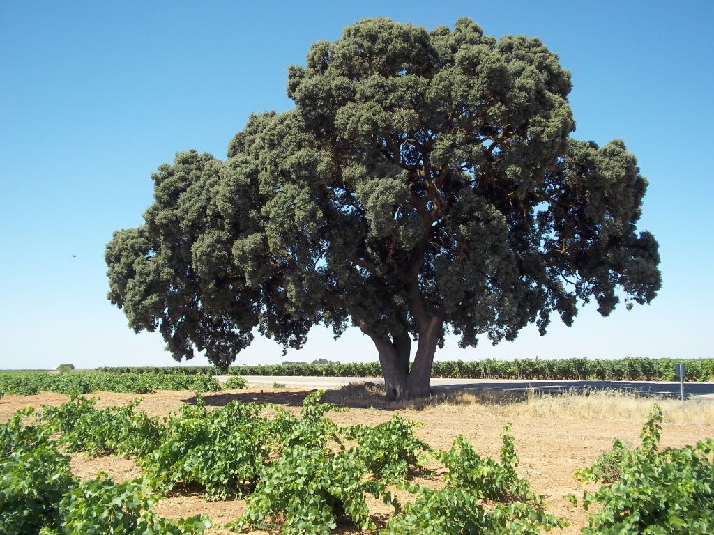 Arboles singulares de Tomelloso: La Carrasca de la Sandalia | La Voz de ...